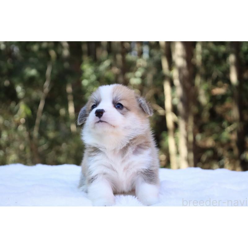 販売中の栃木県のウェルシュコーギーペンブローク-452999の11枚目