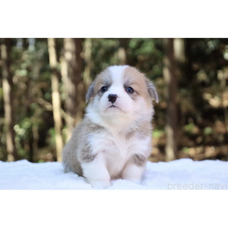 販売中の栃木県のウェルシュコーギーペンブローク-452999の10枚目