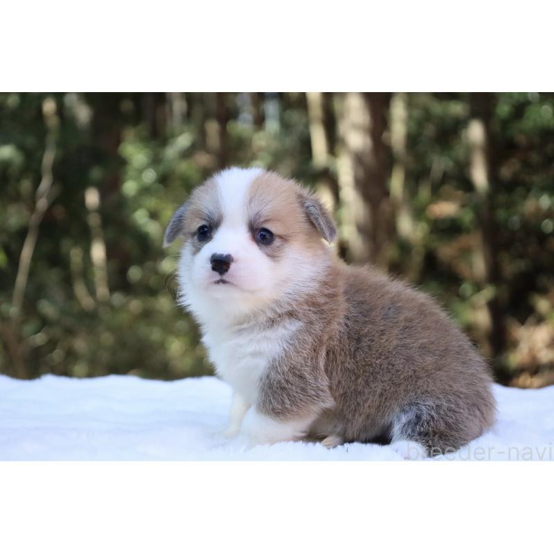 販売中の栃木県のウェルシュコーギーペンブローク-452999の9枚目