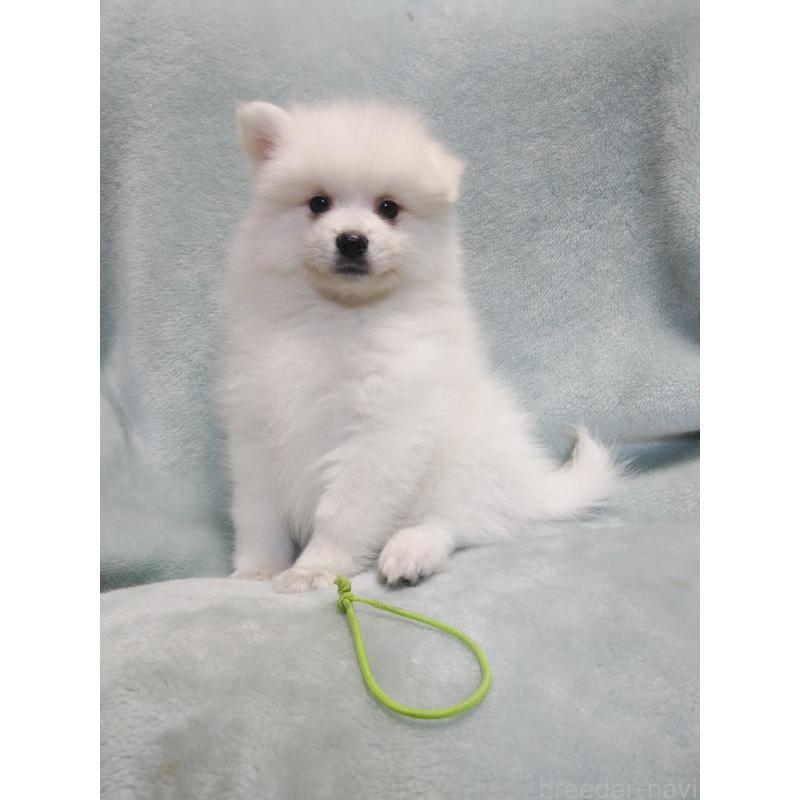 販売中の千葉県の日本スピッツ-445207の3枚目