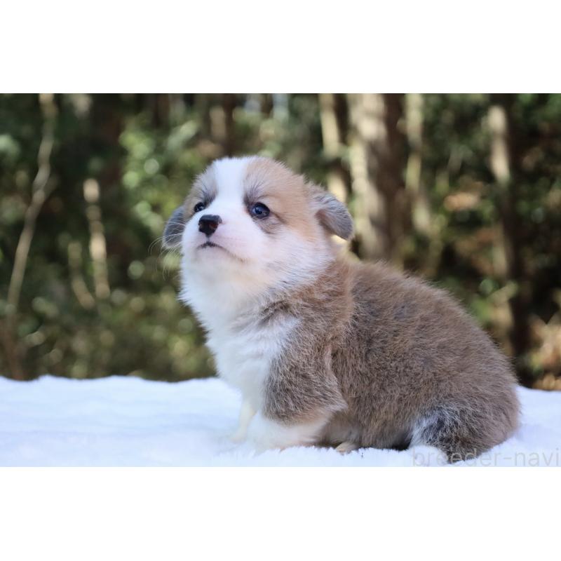 販売中の栃木県のウェルシュコーギーペンブローク-452999の7枚目