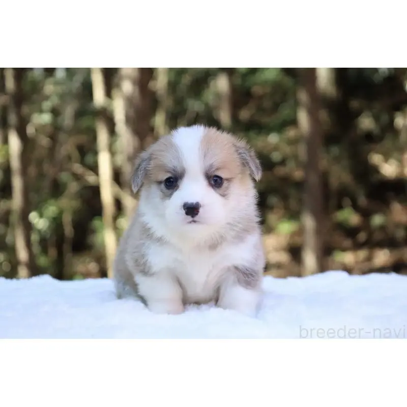 販売中の栃木県のウェルシュコーギーペンブローク-452999の6枚目