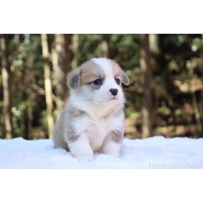 販売中の栃木県のウェルシュコーギーペンブローク-452999の5枚目