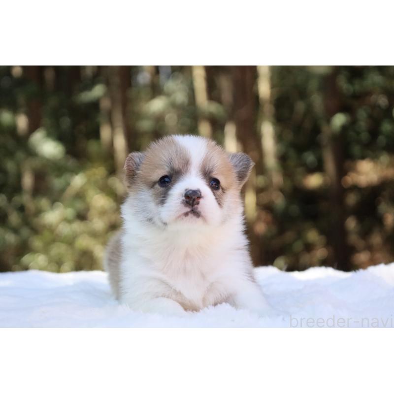 販売中の栃木県のウェルシュコーギーペンブローク-453000の20枚目