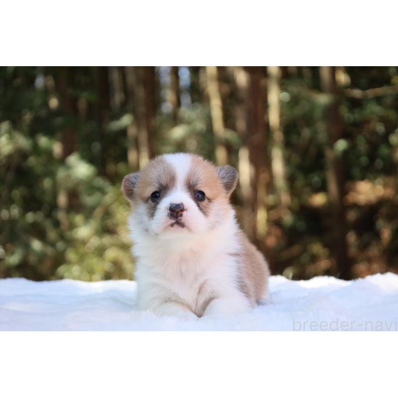 販売中の栃木県のウェルシュコーギーペンブローク-453000の19枚目