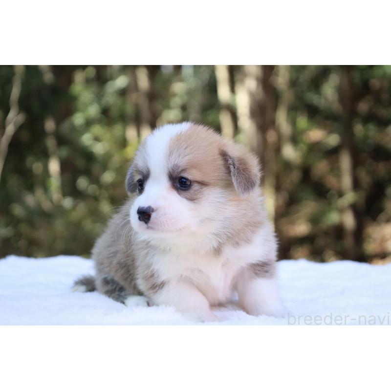 販売中の栃木県のウェルシュコーギーペンブローク-452999の4枚目