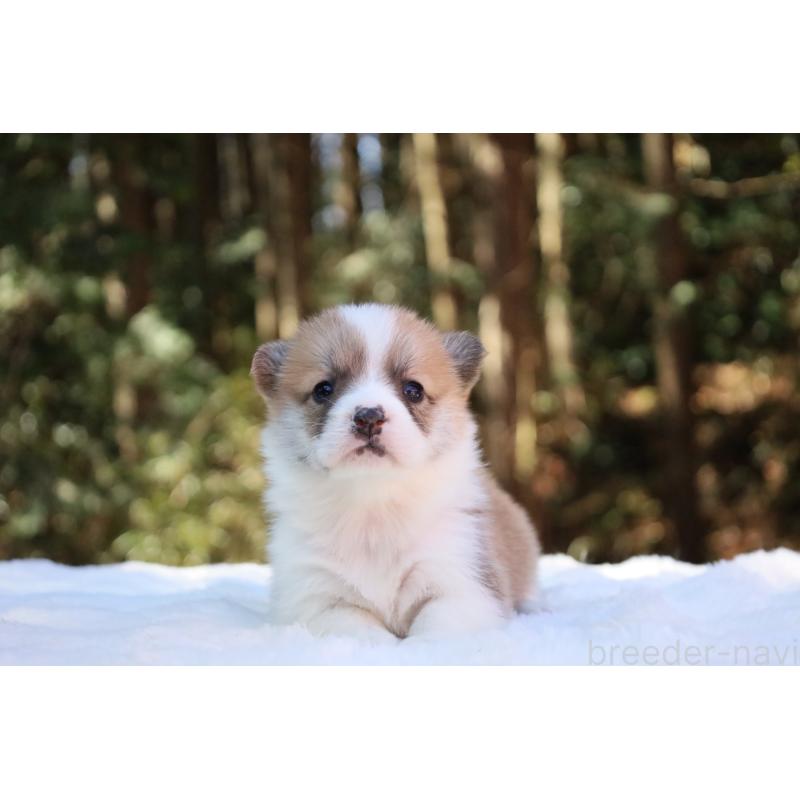 販売中の栃木県のウェルシュコーギーペンブローク-453000の18枚目