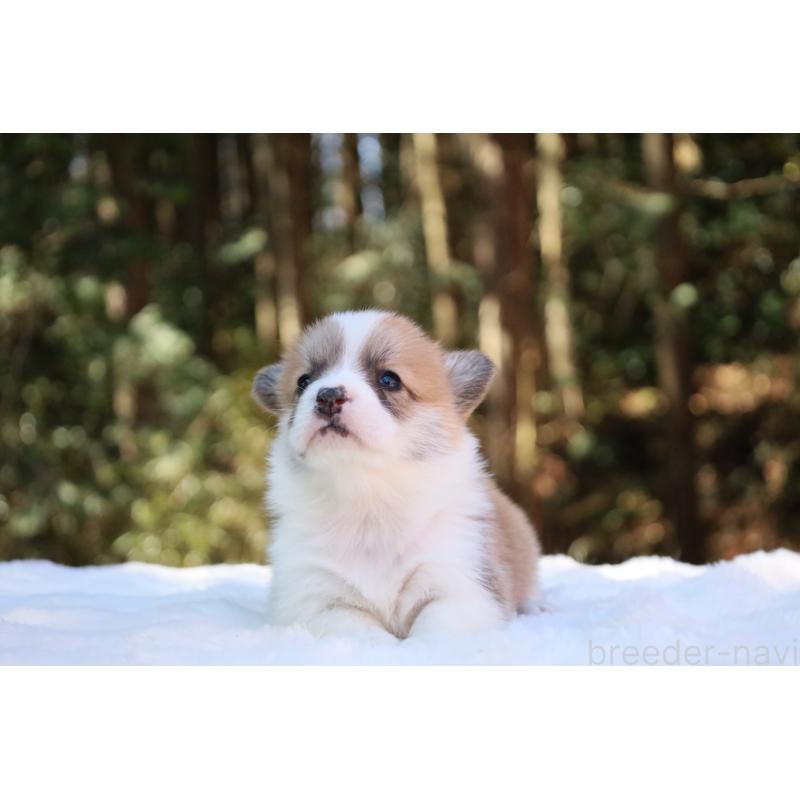 販売中の栃木県のウェルシュコーギーペンブローク-453000の17枚目