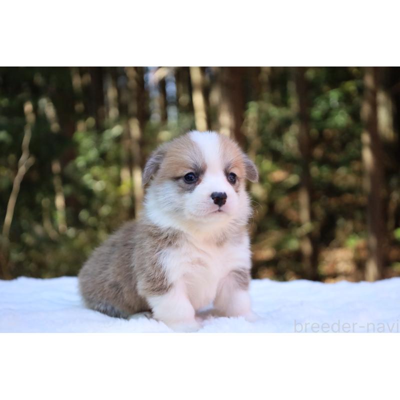 販売中の栃木県のウェルシュコーギーペンブローク-452999の3枚目