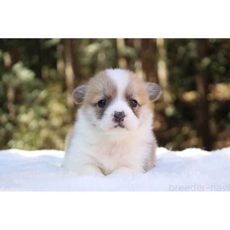 販売中の栃木県のウェルシュコーギーペンブローク-453000の16枚目