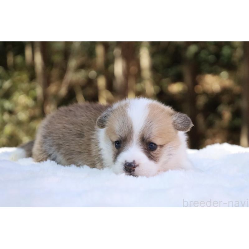 販売中の栃木県のウェルシュコーギーペンブローク-453000の15枚目