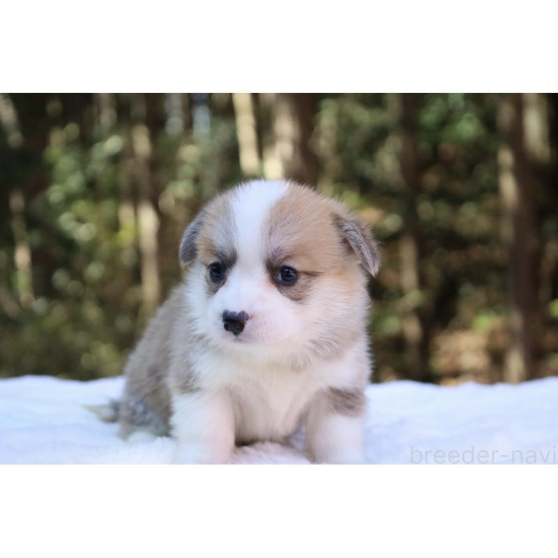 販売中の栃木県のウェルシュコーギーペンブローク-452999の2枚目