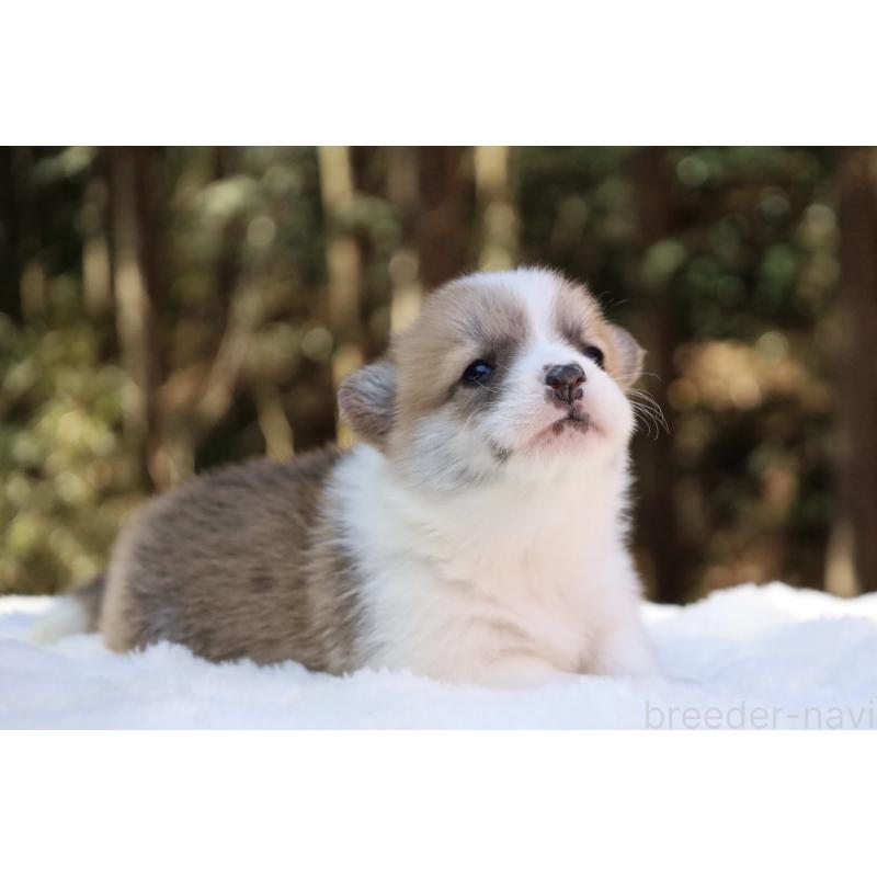 販売中の栃木県のウェルシュコーギーペンブローク-453000の14枚目