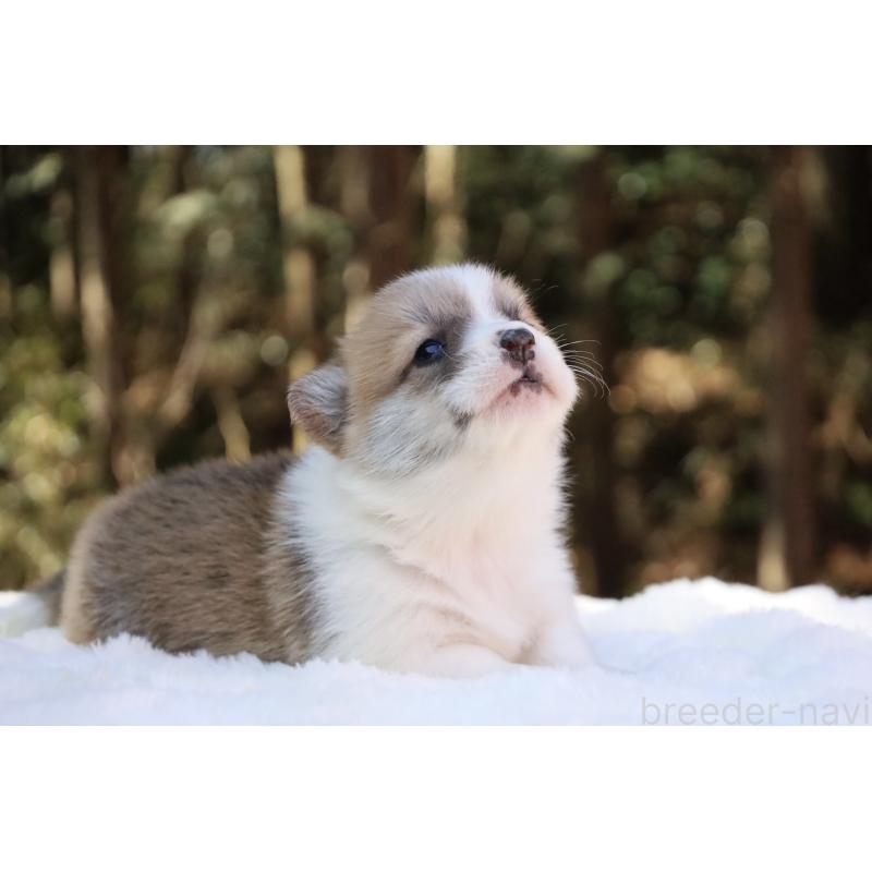 販売中の栃木県のウェルシュコーギーペンブローク-453000の13枚目