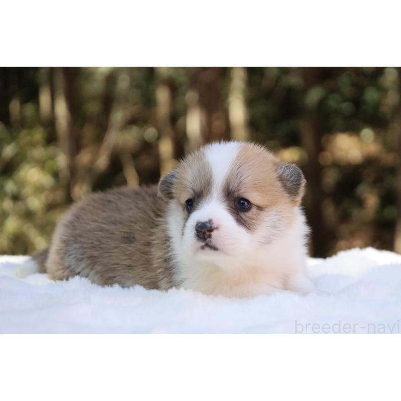 販売中の栃木県のウェルシュコーギーペンブローク-453000の12枚目