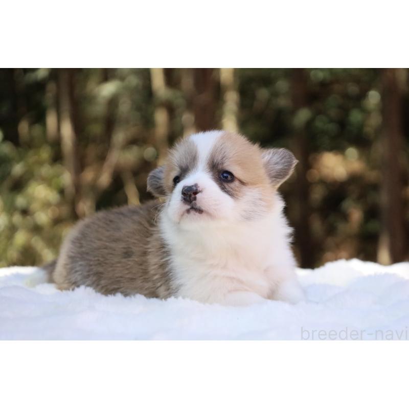 販売中の栃木県のウェルシュコーギーペンブローク-453000の11枚目