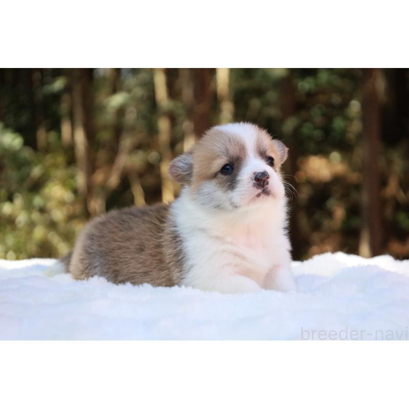 販売中の栃木県のウェルシュコーギーペンブローク-453000の10枚目