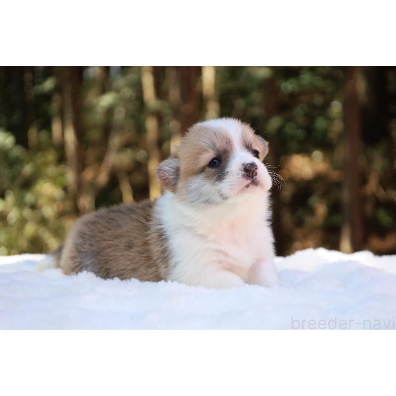 販売中の栃木県のウェルシュコーギーペンブローク-453000の9枚目