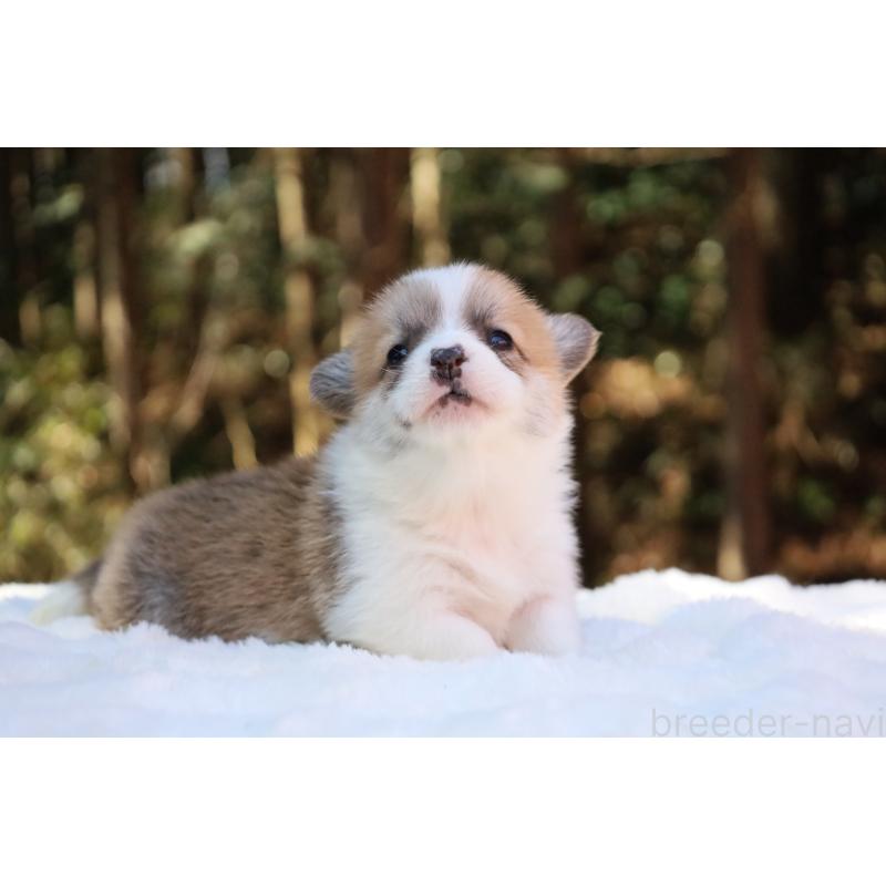 販売中の栃木県のウェルシュコーギーペンブローク-453000の8枚目