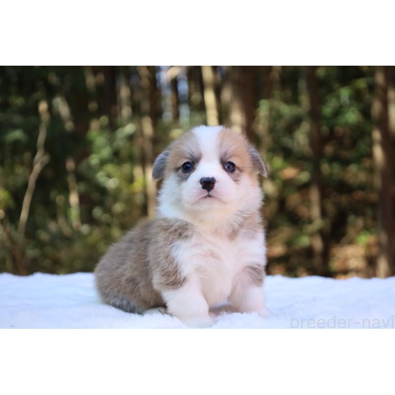 ♀︎ウェルシュコーギーペンブローク