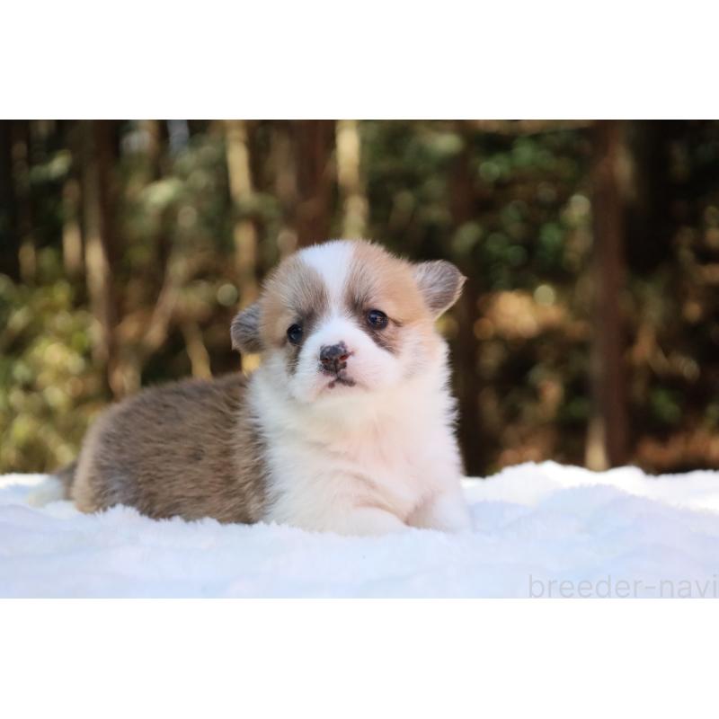 販売中の栃木県のウェルシュコーギーペンブローク-453000の7枚目