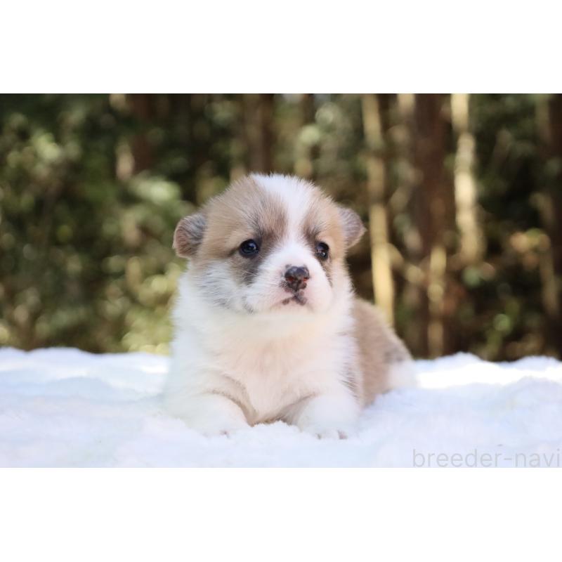 販売中の栃木県のウェルシュコーギーペンブローク-453000の5枚目