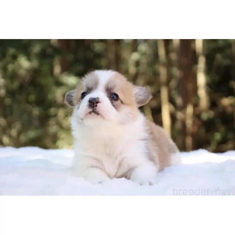 販売中の栃木県のウェルシュコーギーペンブローク-453000の4枚目