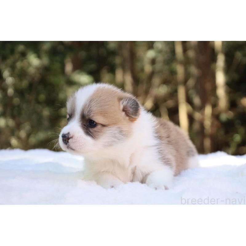 販売中の栃木県のウェルシュコーギーペンブローク-453000の3枚目