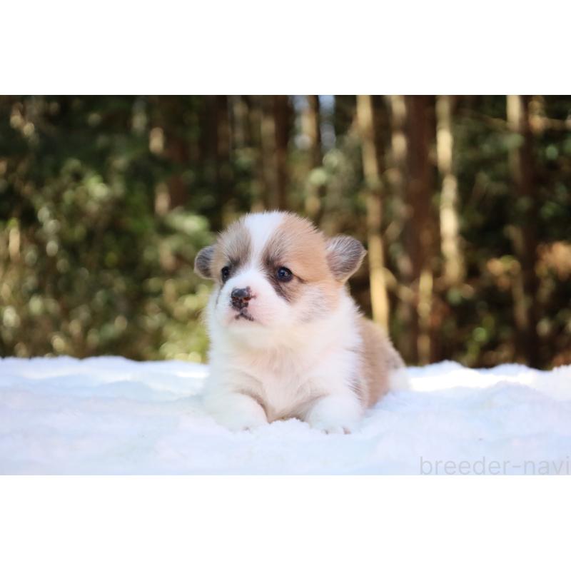 販売中の栃木県のウェルシュコーギーペンブローク-453000の2枚目