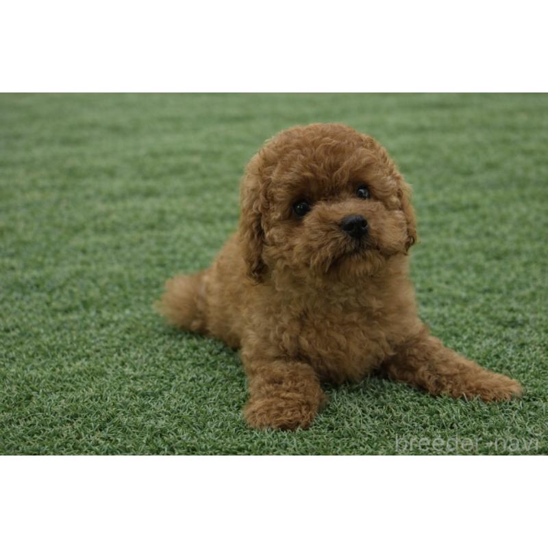 販売中の東京都のマルプー:マルチーズ×トイプードル-453007の2枚目