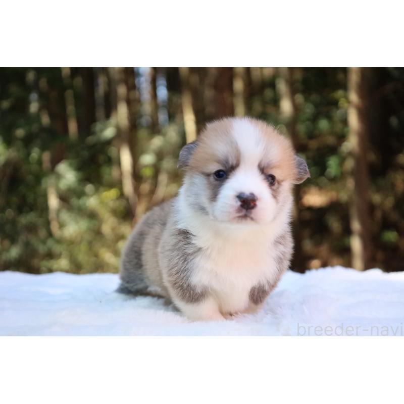 販売中の栃木県のウェルシュコーギーペンブローク-453001の20枚目