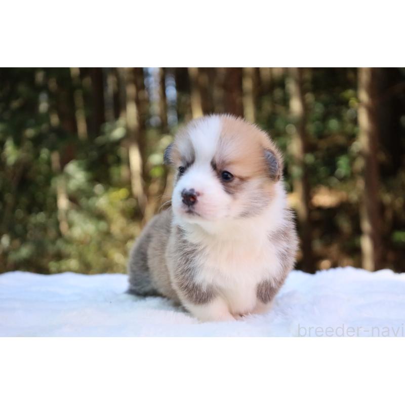 販売中の栃木県のウェルシュコーギーペンブローク-453001の19枚目