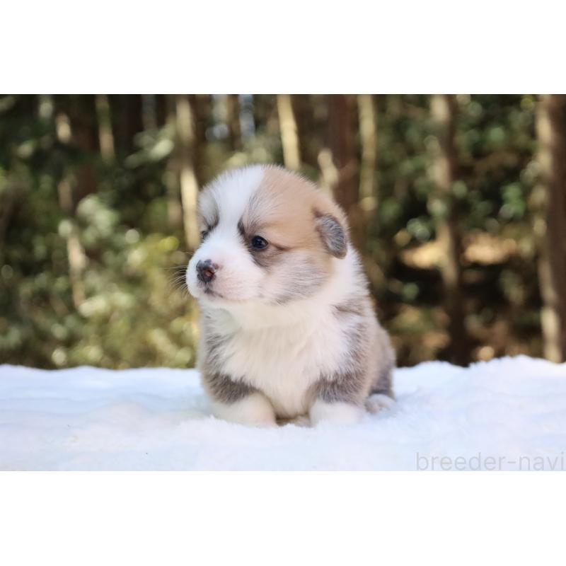 販売中の栃木県のウェルシュコーギーペンブローク-453001の18枚目