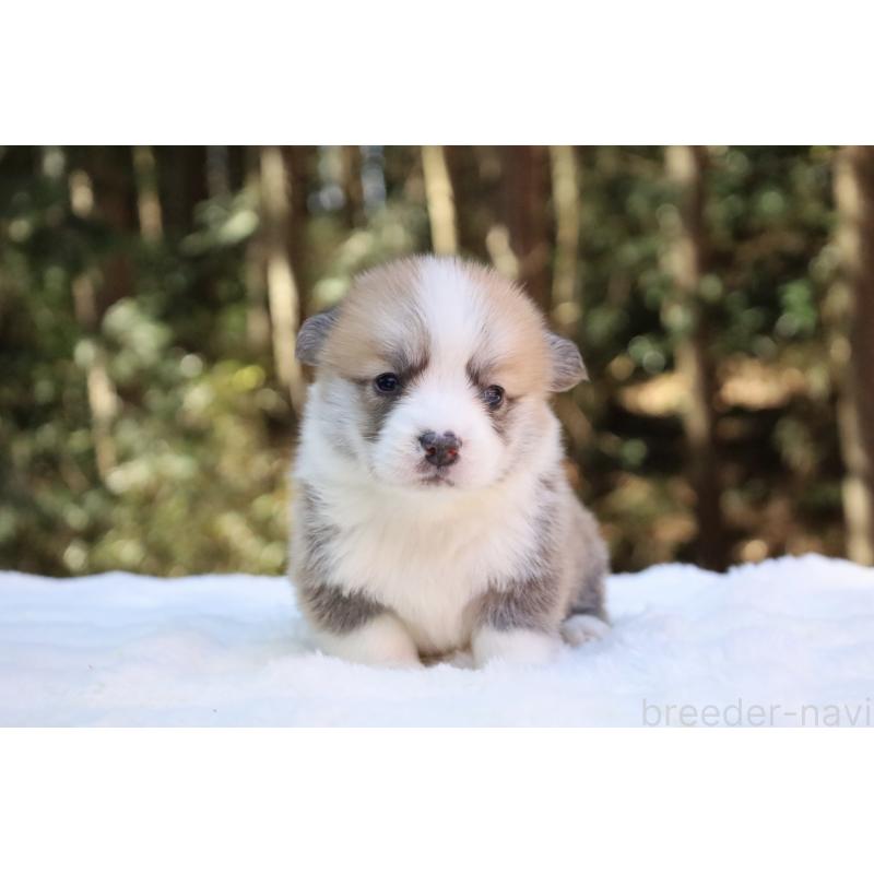 販売中の栃木県のウェルシュコーギーペンブローク-453001の17枚目