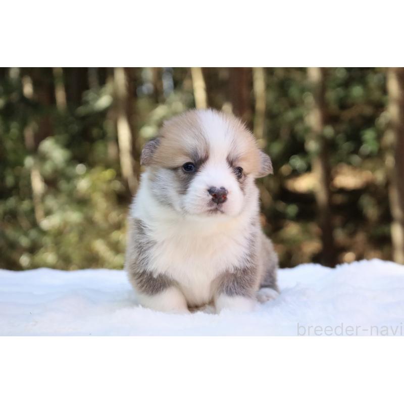 販売中の栃木県のウェルシュコーギーペンブローク-453001の16枚目