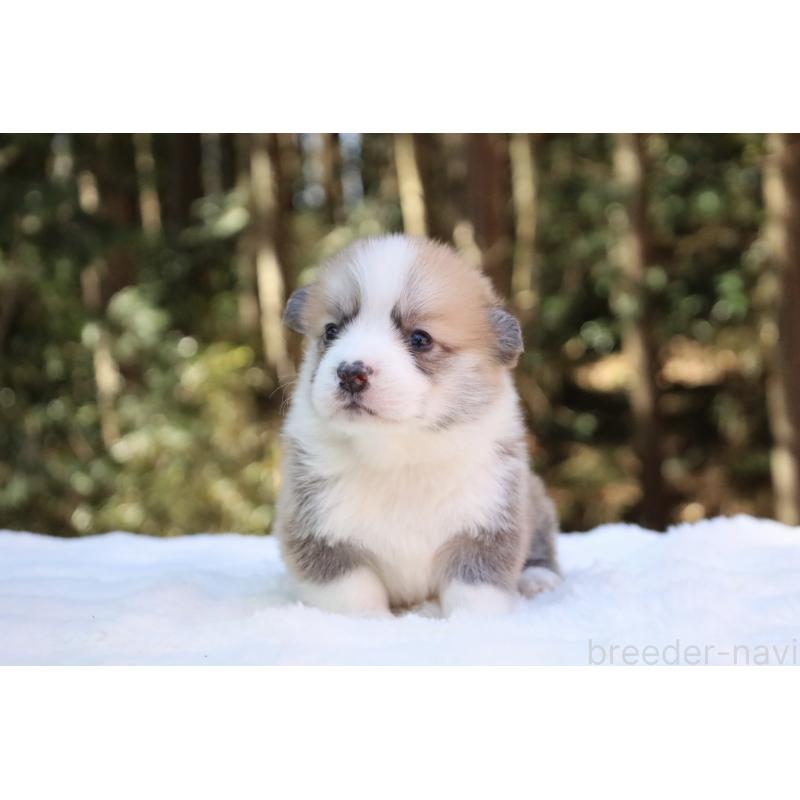 販売中の栃木県のウェルシュコーギーペンブローク-453001の15枚目