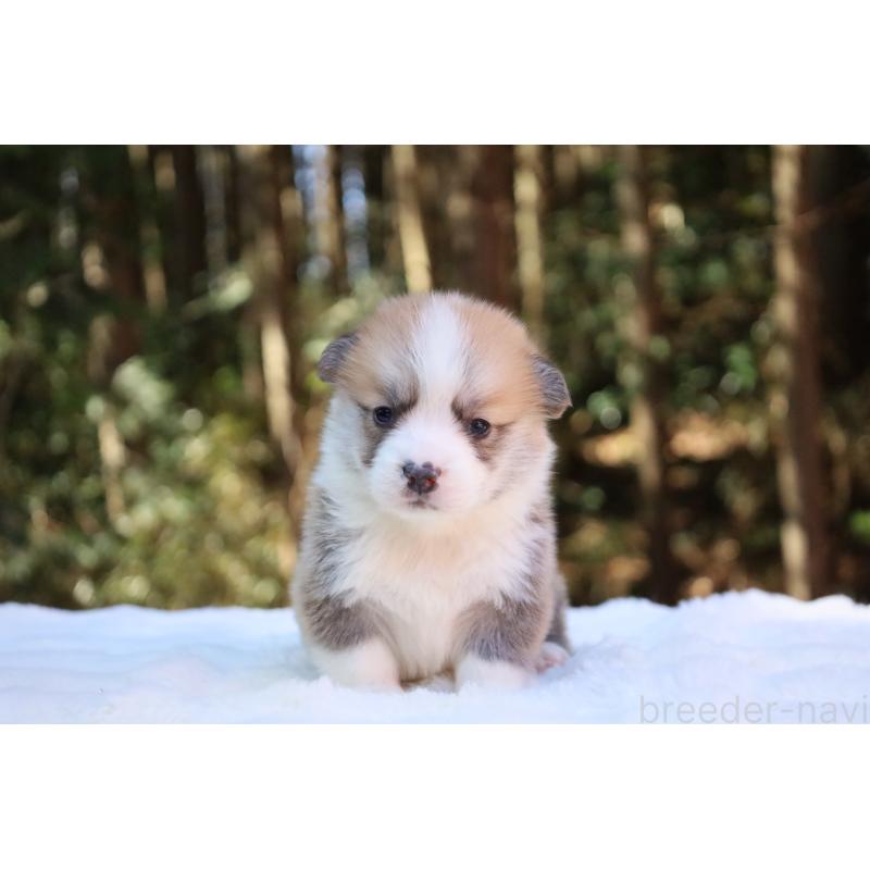 販売中の栃木県のウェルシュコーギーペンブローク-453001の14枚目