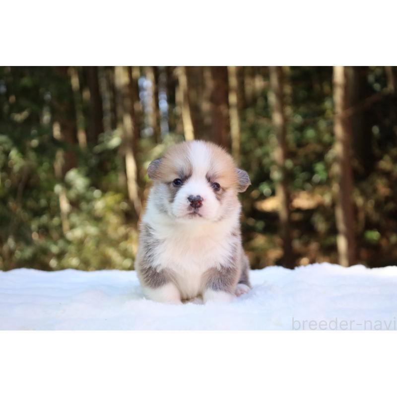 販売中の栃木県のウェルシュコーギーペンブローク-453001の13枚目