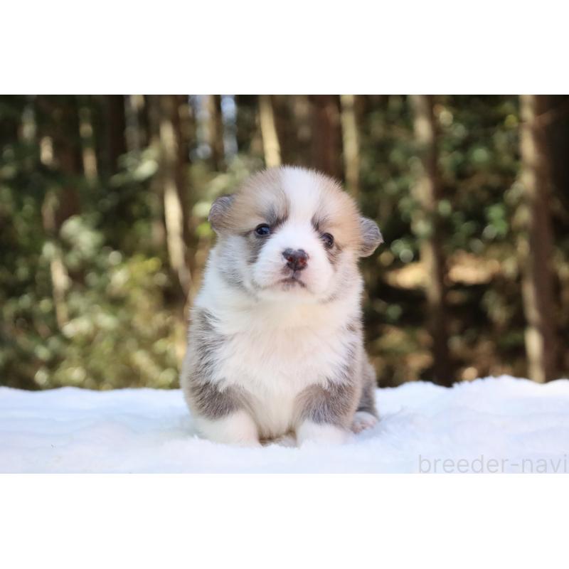 販売中の栃木県のウェルシュコーギーペンブローク-453001の12枚目