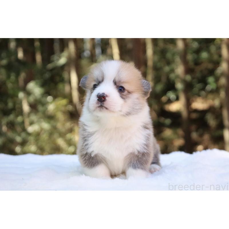 販売中の栃木県のウェルシュコーギーペンブローク-453001の11枚目