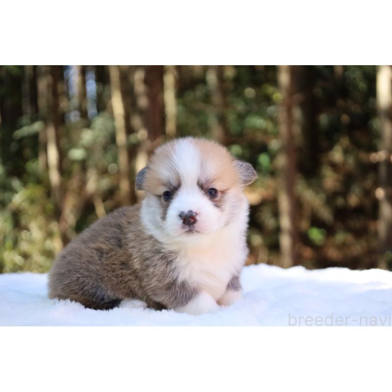 販売中の栃木県のウェルシュコーギーペンブローク-453001の10枚目