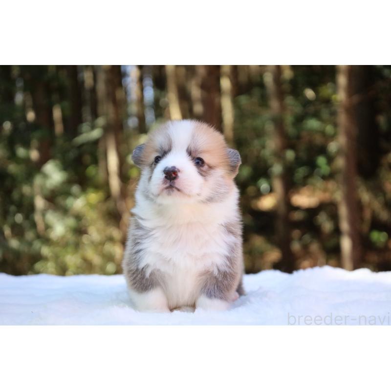 販売中の栃木県のウェルシュコーギーペンブローク-453001の9枚目