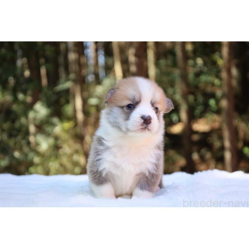 販売中の栃木県のウェルシュコーギーペンブローク-453001の8枚目