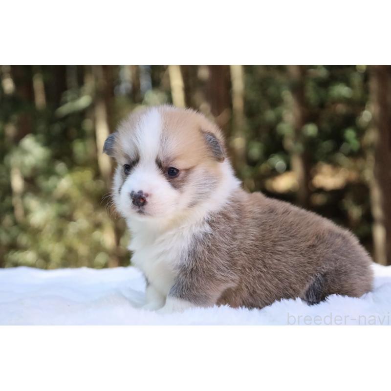 販売中の栃木県のウェルシュコーギーペンブローク-453001の7枚目