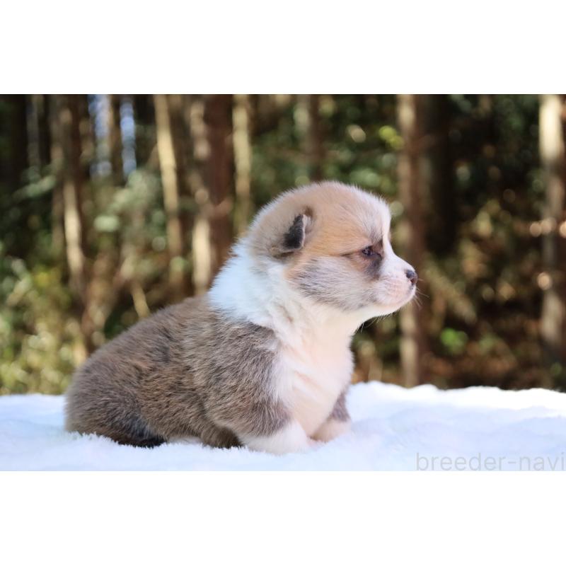 販売中の栃木県のウェルシュコーギーペンブローク-453001の6枚目