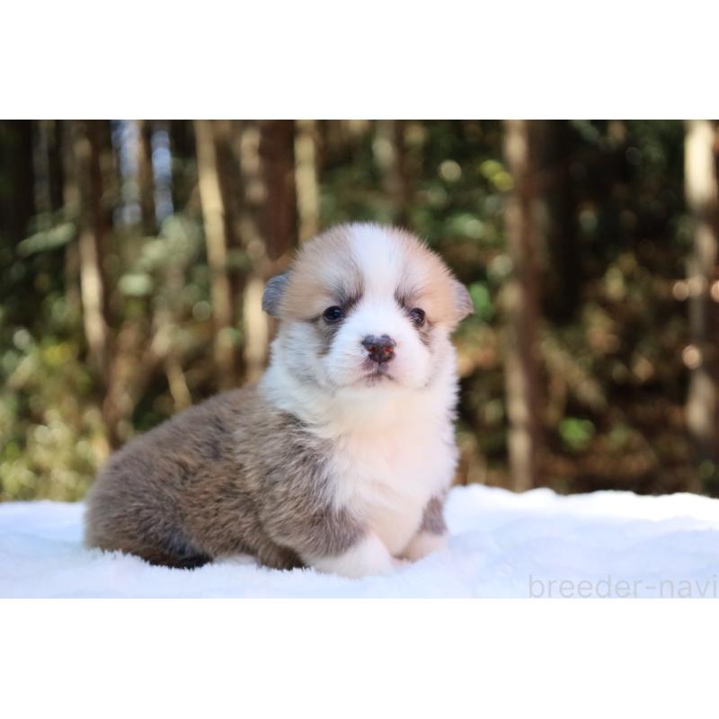 販売中の栃木県のウェルシュコーギーペンブローク-453001の5枚目