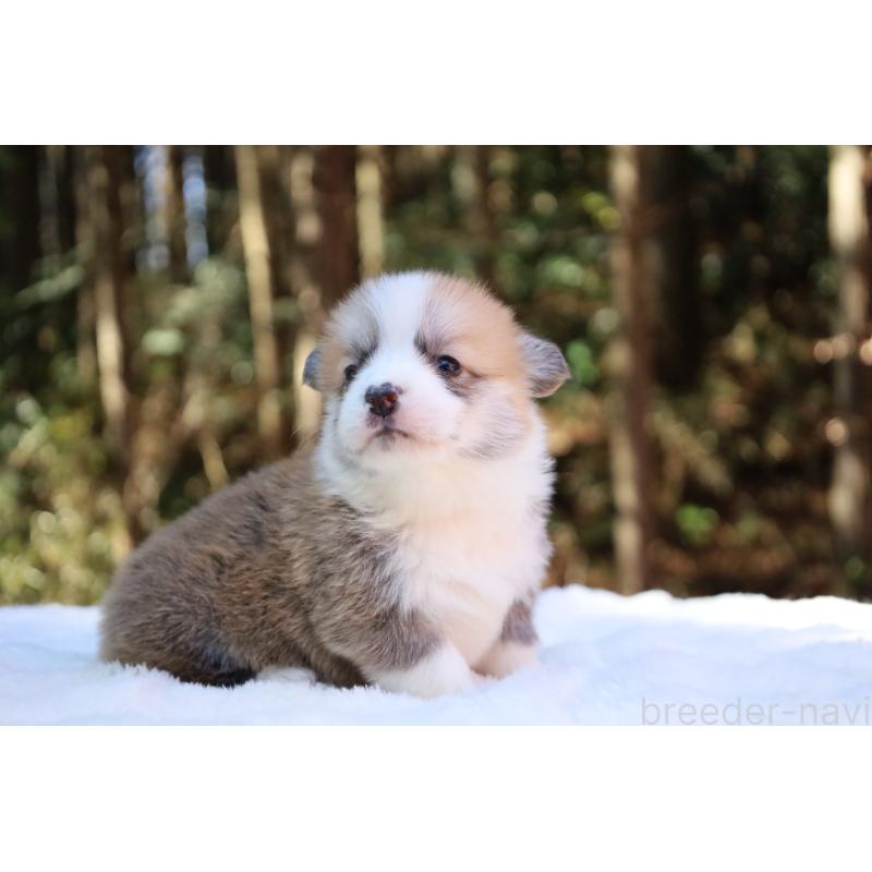 販売中の栃木県のウェルシュコーギーペンブローク-453001の4枚目