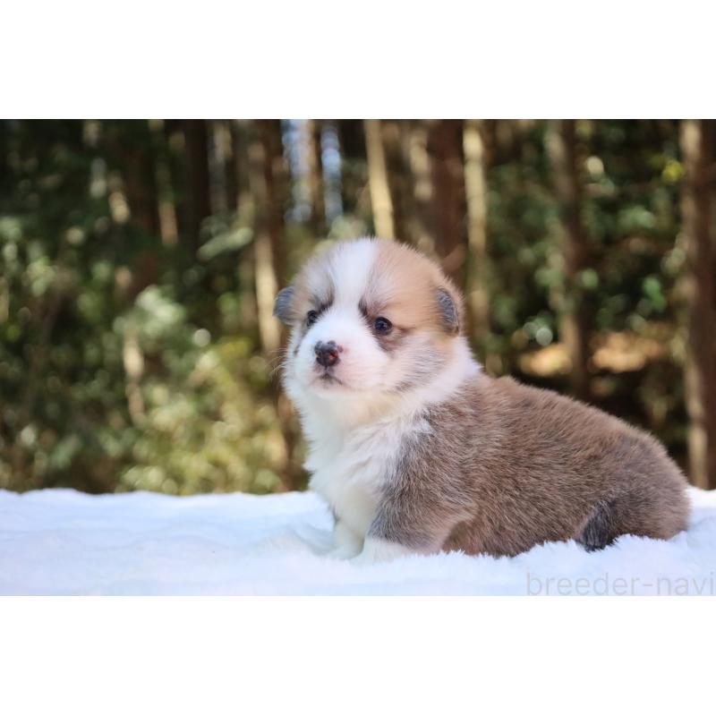 販売中の栃木県のウェルシュコーギーペンブローク-453001の3枚目