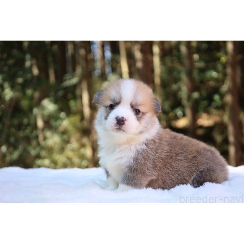 販売中の栃木県のウェルシュコーギーペンブローク-453001の2枚目