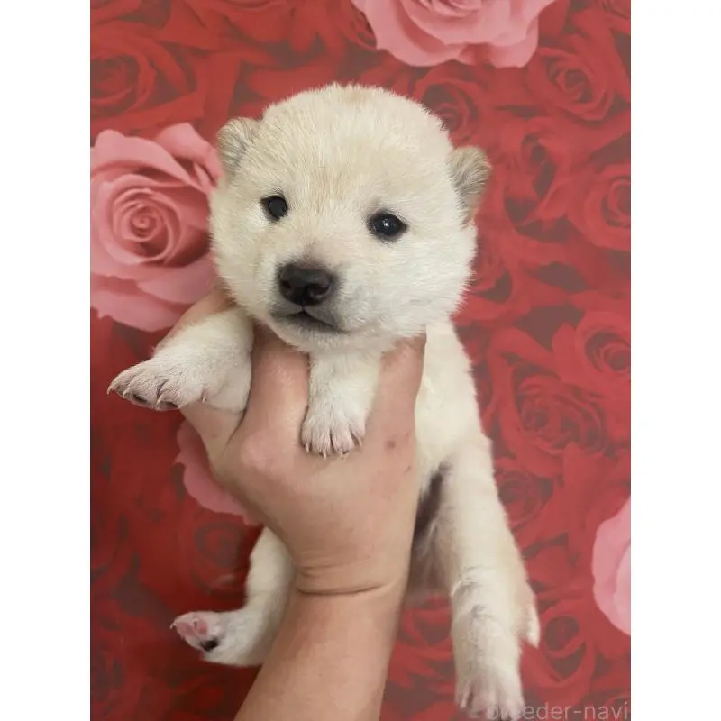 販売中の福井県の豆柴-453002の4枚目